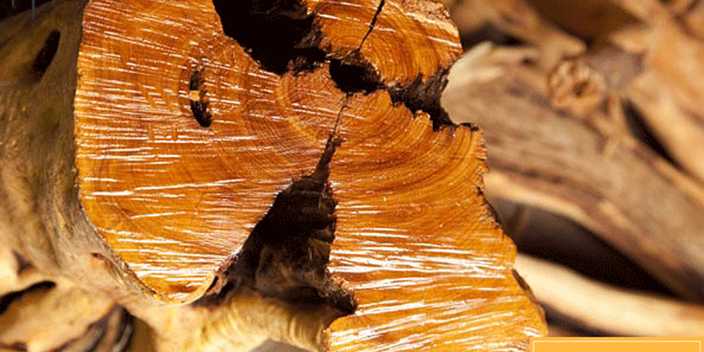 Top 9 loại gỗ quý hiếm nhất trên thế giới 10