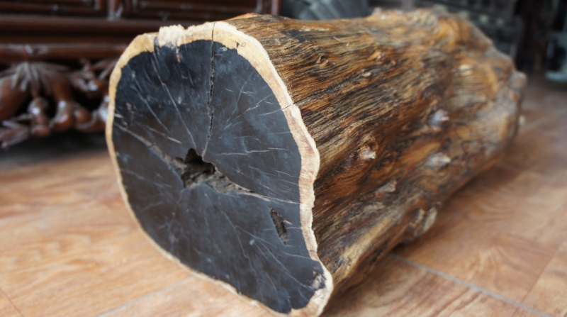 Top 9 loại gỗ quý hiếm nhất trên thế giới 9