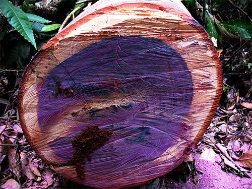 Gỗ purple heart (Gỗ trái tim màu tím) - Thuộc top 9 loại gỗ đắt nhất thế giới 2