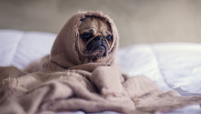 Hình nền laptop CUTE Full HD