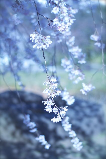Hình nền  Hoa thiên nhiên nhiếp ảnh màu tím Hồng sương thực vật Hệ  thực vật Cánh hoa Nhà máy đất thực vật có hoa Đóng lên Chụp macro  Thân cây