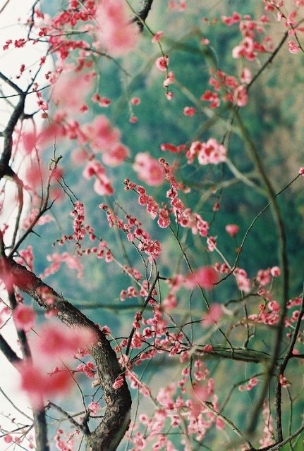 TOP 100+ Hình nền hoa đẹp cho điện thoại mới nhất 2022 36 TOP 100+ Hình nền hoa đẹp cho điện thoại mới nhất 2022 15