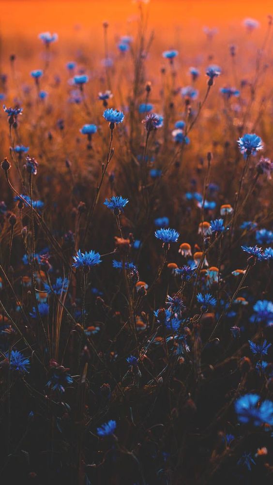 Tìm hiểu thêm về hình nền hoa màu xanh dương và cách sử dụng nó trong thiết kế