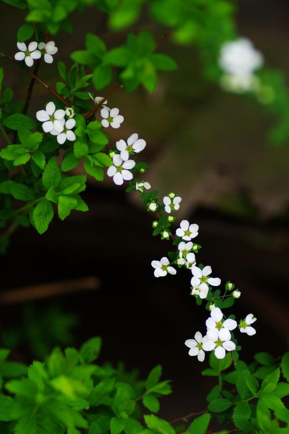 Khám phá vẻ đẹp tinh khôi của hoa màu trắng, những bông hoa mộc mạc nhưng rất tinh tế và quyến rũ. Chúng sẽ khiến bạn cảm thấy bình yên và thanh tịnh.