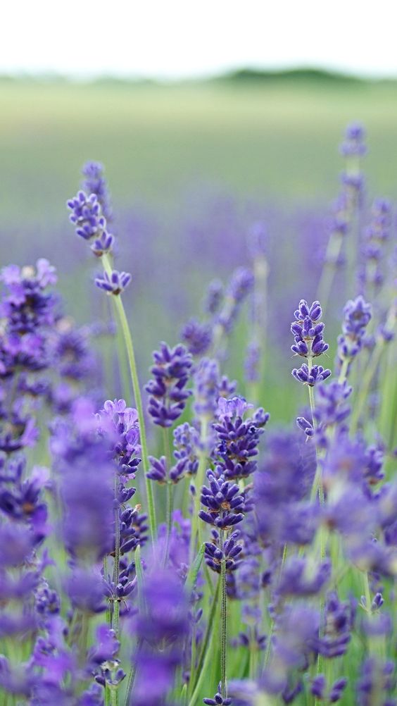 Bó hoa Lavender trên nền trắng.Ảnh có sẵn761917009 | Shutterstock
