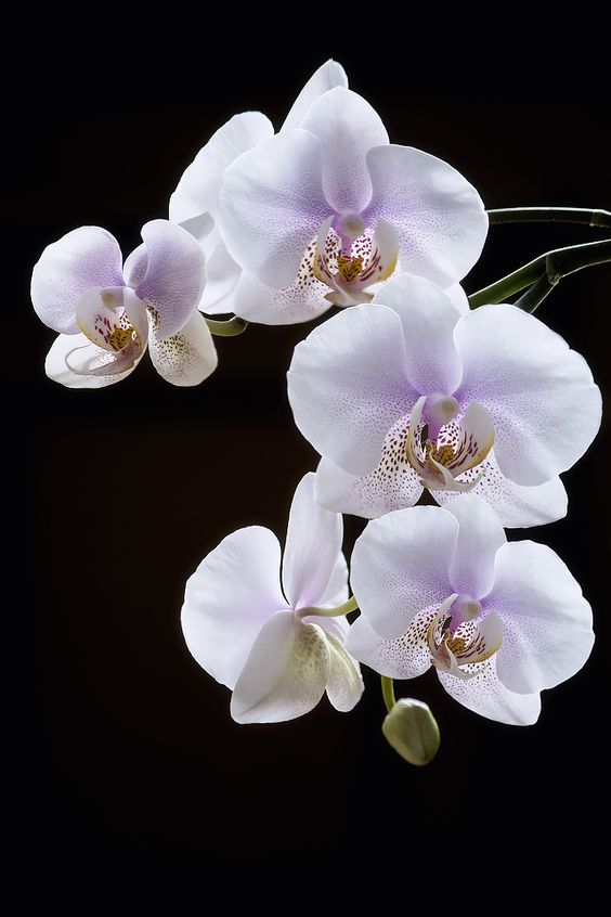 Hình nền hoa lan màu trắng tinh khôi
