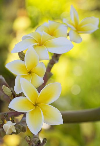 Với màu vàng rực rỡ, hình nền hoa sẽ mang lại cảm giác tươi mới và đầy sức sống cho thiết bị của bạn. Đừng bỏ lỡ cơ hội ngắm nhìn những bông hoa này nhé!