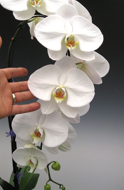 Hình nền hoa lan dành cho điện thoại màu trắng cực đẹp