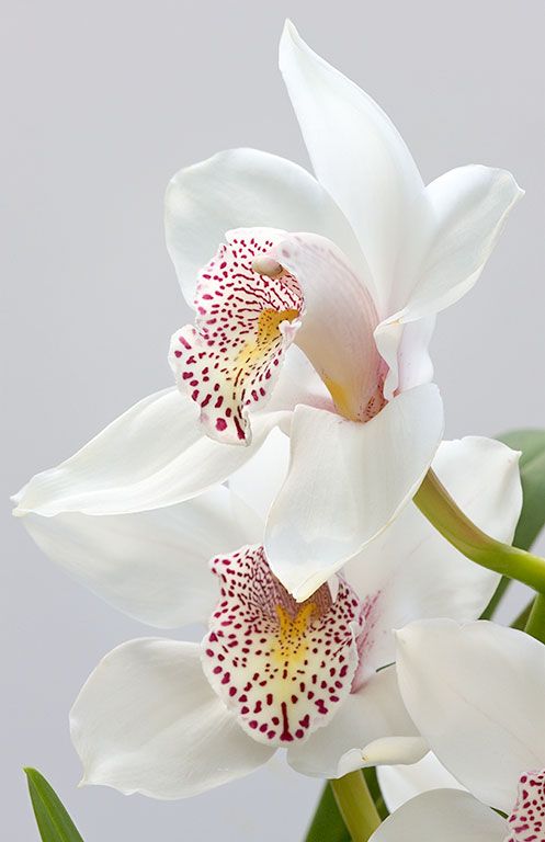 Hình nền hoa lan trắng đẹp