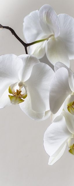 Hình nền hoa lan dành cho điện thoại màu trắng đẹp