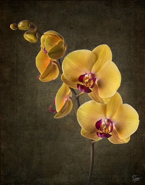 Hình nền hoa lan dành cho điện thoại màu vàng