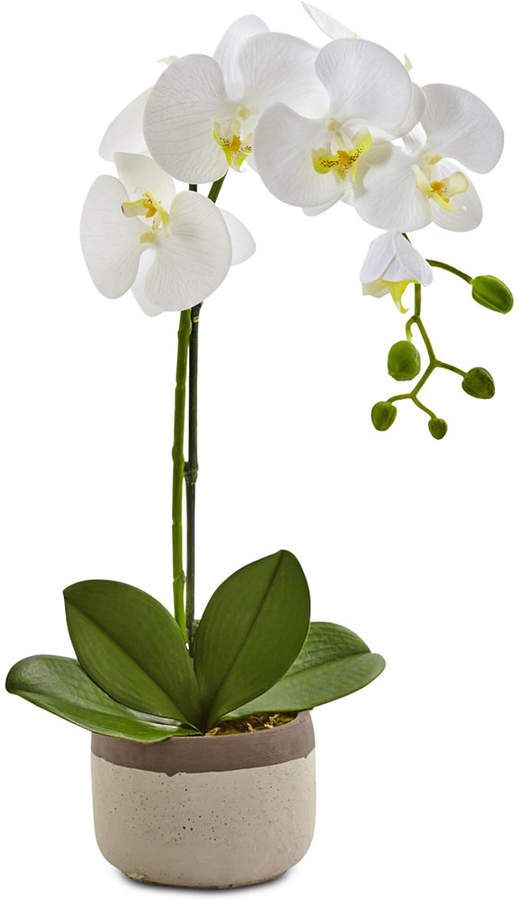 Hãy thử xem hình nền hoa lan trắng để cảm nhận vẻ đẹp trang nhã và thướt tha của chúng. Từng cánh hoa xinh lung linh như lụa trắng, đem đến cho bạn sự thư thái và tinh tế.