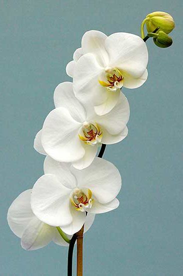 Hình nền hoa lan dành cho điện thoại đẹp màu trắng