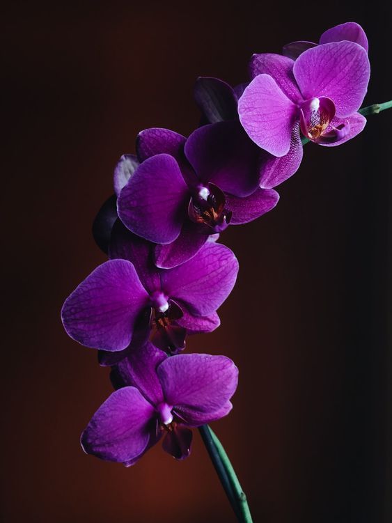 Tìm hiểu với hơn 111 hình nền bông hoa màu tím tuyệt vời nhất ...