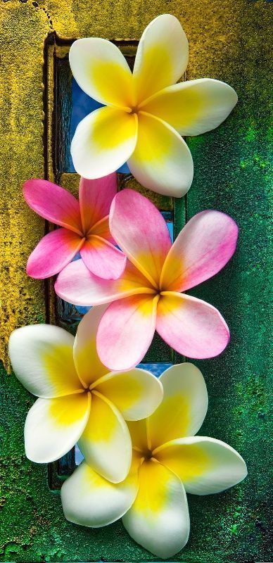 Hình nền hoa lan dành cho điện thoại đơn giản và đẹp