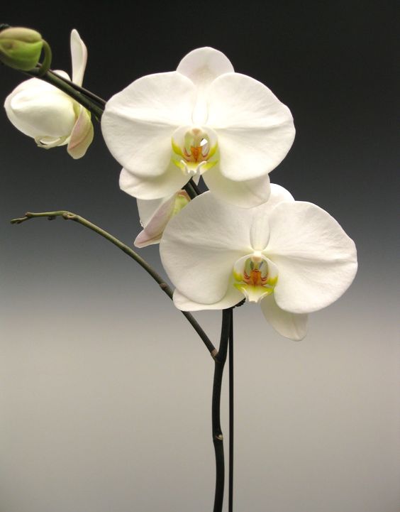 Hình nền hoa lan dành cho điện thoại màu trắng đẹp