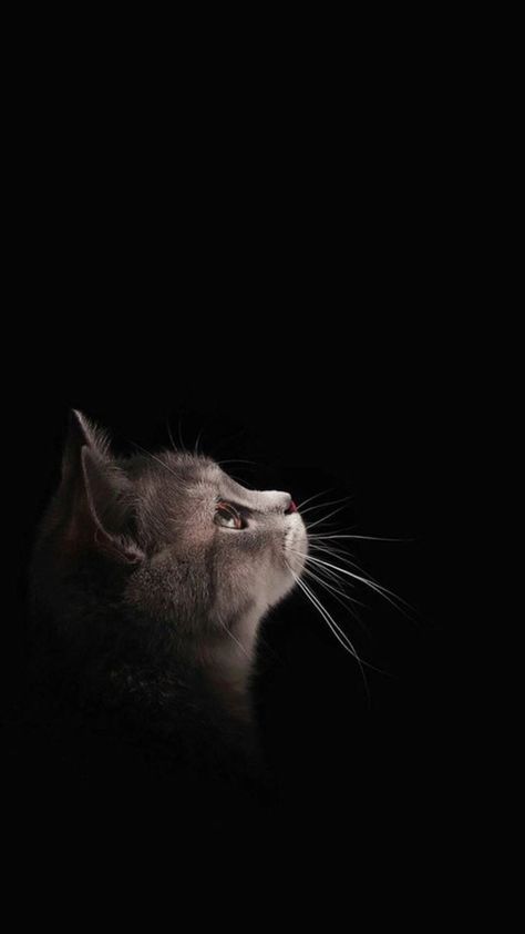 Hình nền đen buồn ngầu về chú mèo cực chất