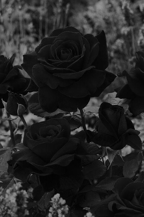 Hình nền đen buồn chất về hoa hồng đen