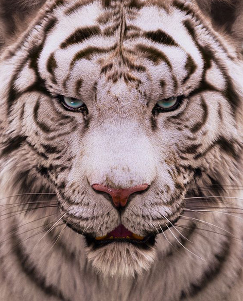 White Tiger Wallpaper sieht extrem kühn und kraftvoll aus