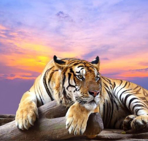 Hình nền con hổ con mèo to cỏ dối trá 2560x1600 wallup 1012375 Hình nền đẹp hd WallHere