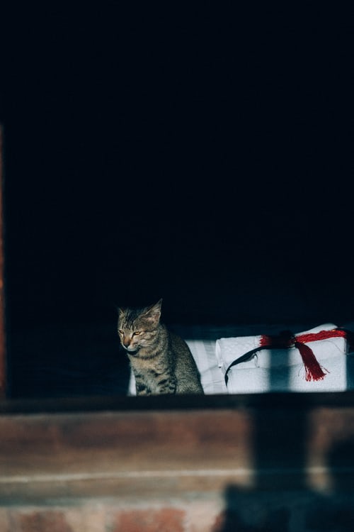 Hình ảnh mèo buồn, dễ thương