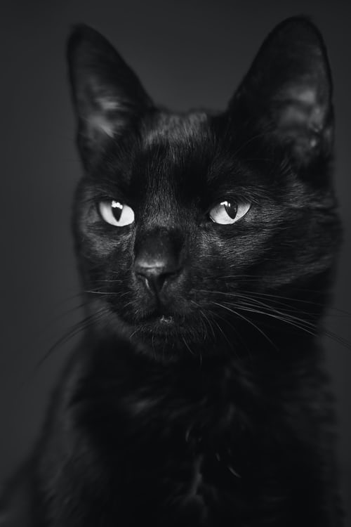 Hình nền : con mèo, Đơn sắc, nền đen, Chọn lọc màu, Râu, Con báo đen, mèo  đen, Meo đen, bóng tối, Động vật có vú, Hình nền máy tính, đen và