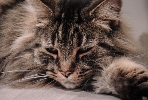 Hình ảnh mèo buồn