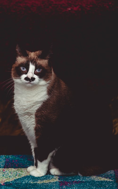 Hình ảnh mèo buồn