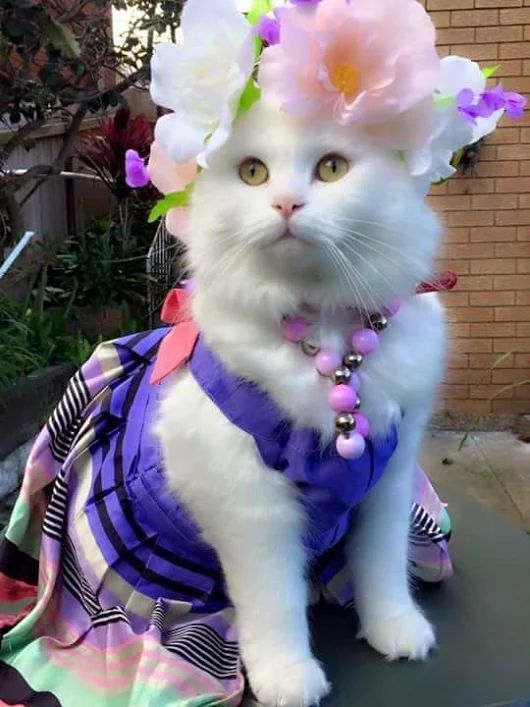 Hình ảnh mèo cute, xinh đẹp