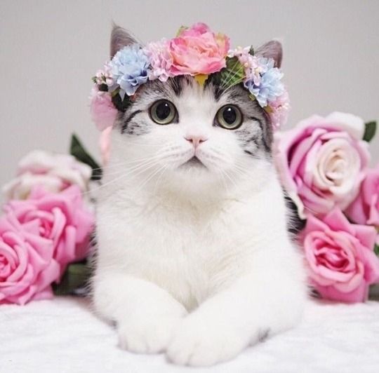 Hình ảnh mèo cute