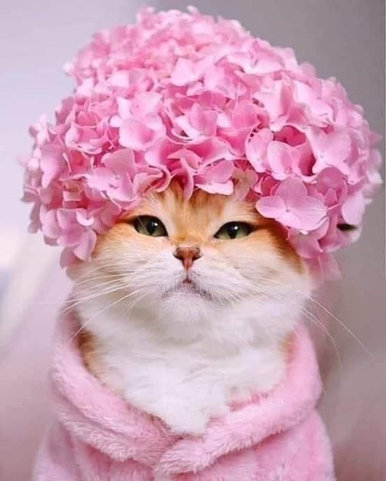 Hình ảnh mèo xinh đẹp