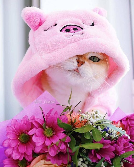 Hình ảnh mèo xinh đẹp