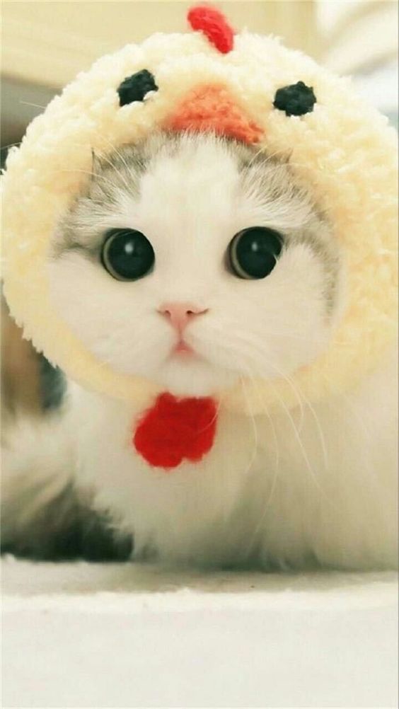 TOP 100+] Hình ảnh mèo Cute đẹp, dễ thương nhất hiện nay