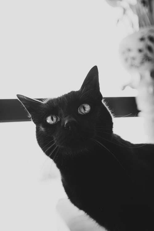 60 Hình ảnh mèo đen đẹp buồn chất nhất hiện nay