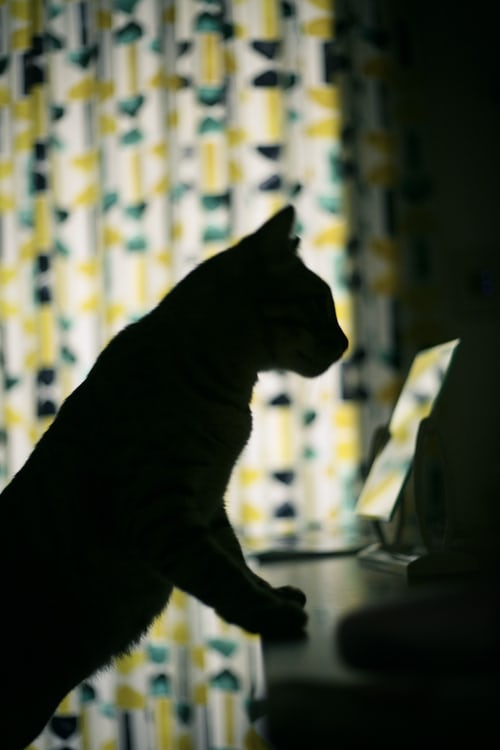 Ảnh mèo đen đẹp và ngầu