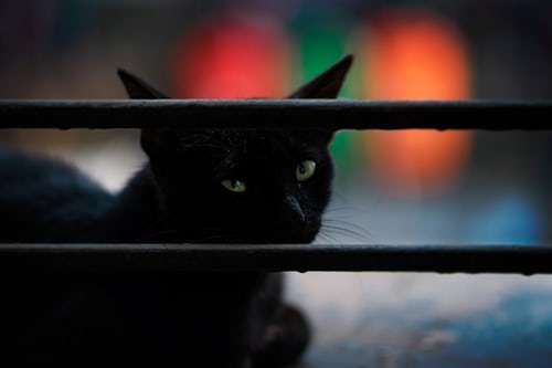 Ảnh mèo đen đẹp và ngầu