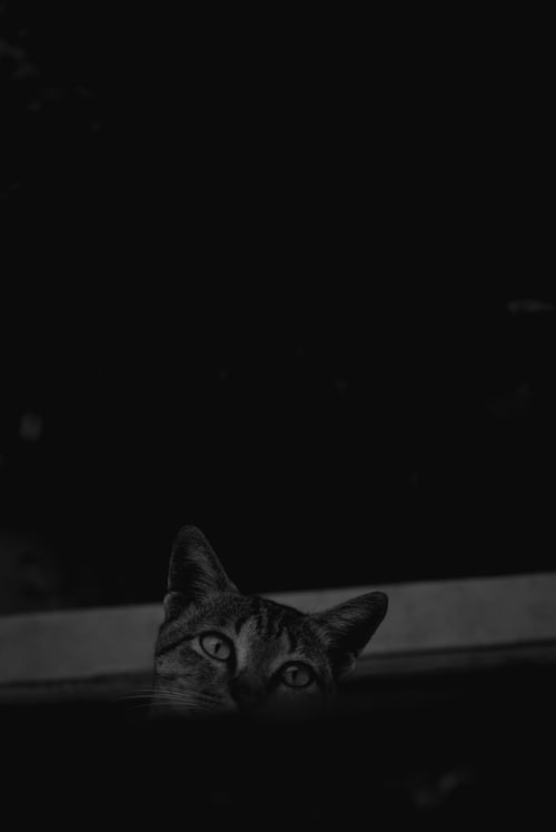 Mèo đen buồn: Con mèo đen này nhìn sâu vào đôi mắt của chúng ta, với 1 sự buồn bã đến khó tả. Chúng ta không thể chỉ đứng nhìn con mèo này buồn, hãy cùng tìm hiểu xem tại sao nó lại buồn và làm cho nó cảm thấy vui vẻ hơn.