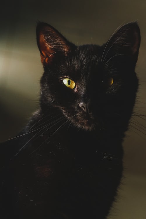 Hình nền đen kịt rất đẹp  Tổng thích hợp hình nền black color đẹp tuyệt vời nhất  Black cát images  Cat wallpaper Black cat