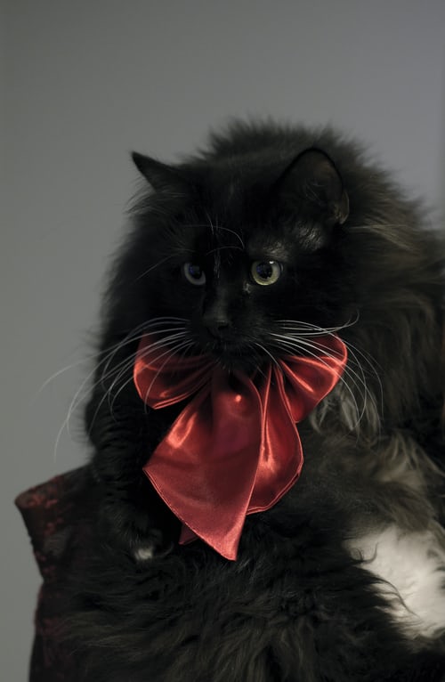 Hình ảnh mèo đen đẹp, ngầu và cute