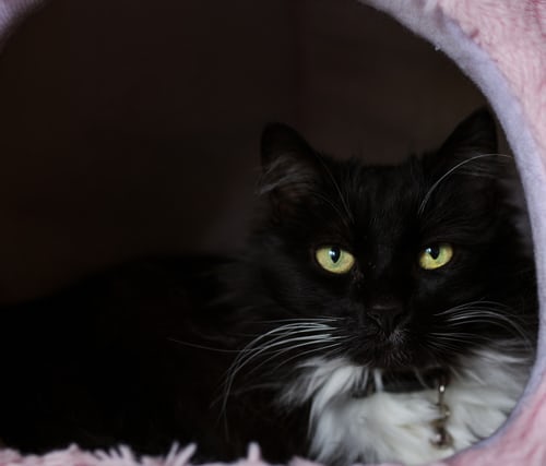 Hình ảnh mèo đen đẹp, chất