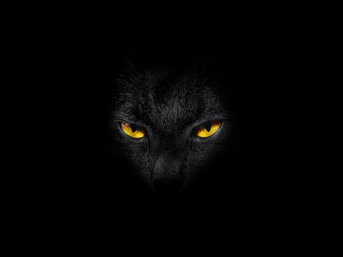 Hình ảnh mèo đen đẹp, chất