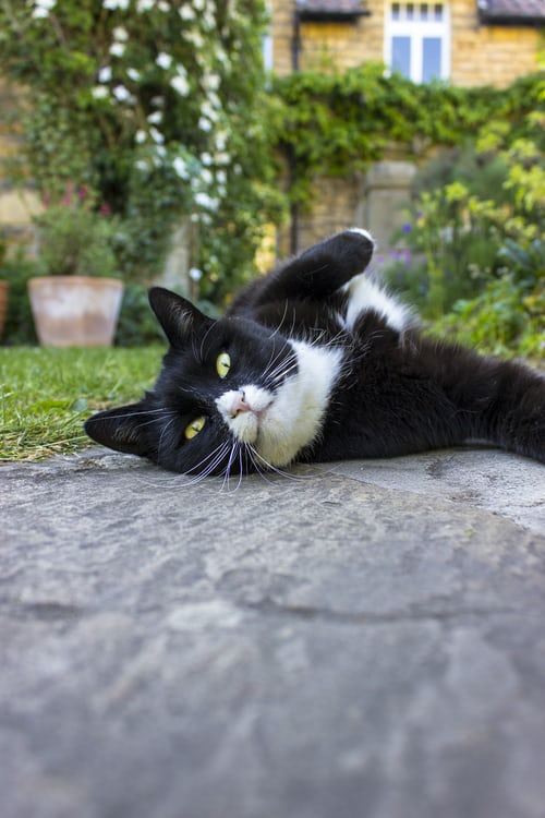 Hình ảnh mèo đen đẹp