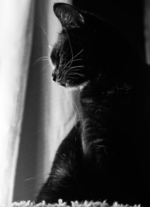 Mèo đen thường được coi là biểu tượng của may mắn và sự bí ẩn. Hãy xem hình ảnh của một chú mèo đen dạo bước trên con phố và bạn sẽ được chứng kiến sự sành điệu, tinh tế mà chỉ riêng mèo đen có thể mang lại.