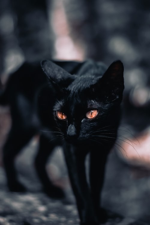Hình ảnh mèo đen black cat đẹp nhất