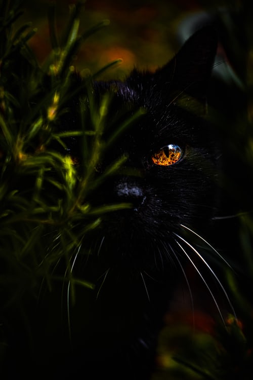 Top 101 ảnh mèo đen đẹp nhất