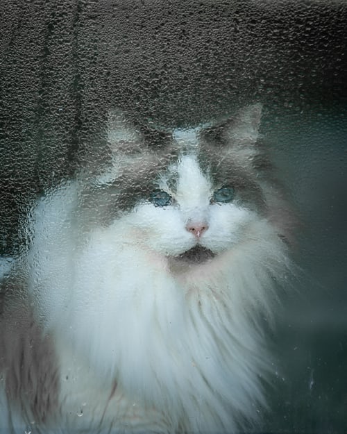 Hình ảnh mèo đẹp