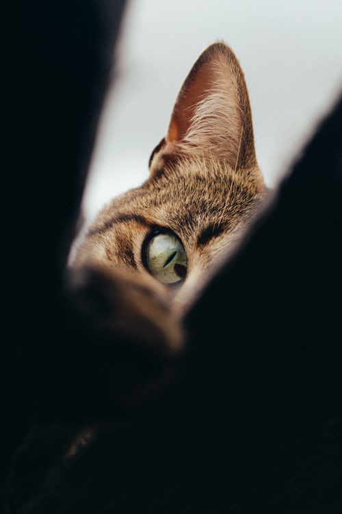 Hình ảnh mèo đẹp