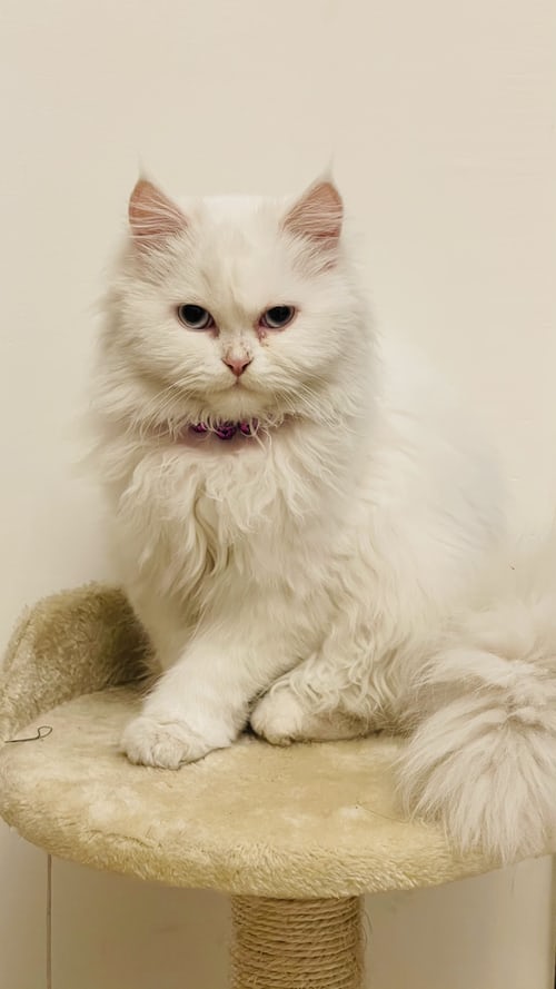 Hình ảnh mèo đẹp