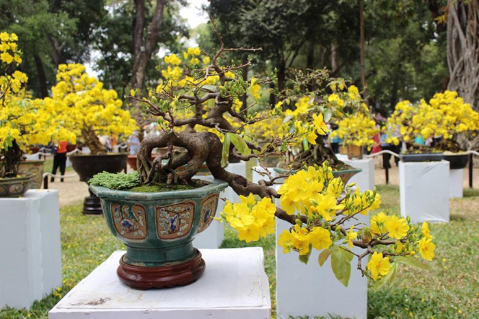 Hình nền hoa mai đẹp 