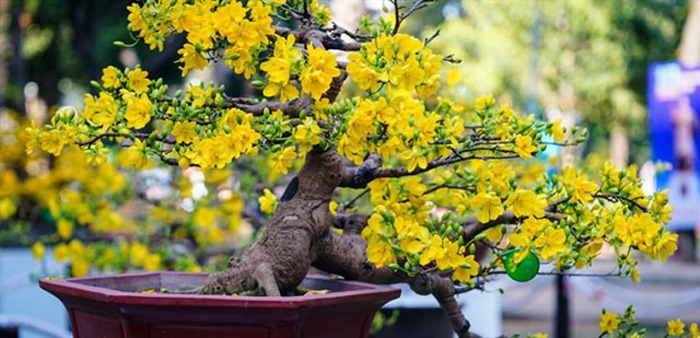 44 Hình ảnh hoa mai đẹp bộ ảnh cây mai đẹp ngày tết 2020  Hình nền hoa  Hoa Hoa đạo